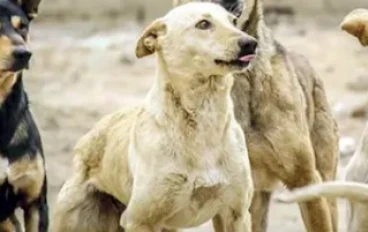مصر تتصدى لظاهرة الكلاب الضالة: استراتيجية شاملة نحو بيئة آمنة
