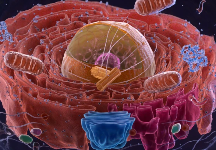 ظهور الخلايا المعقدة (Eukaryotes)