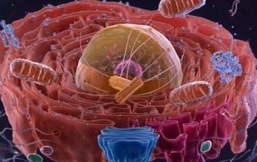 ظهور الخلايا المعقدة (Eukaryotes)