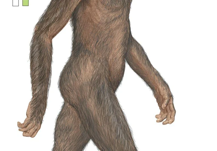 ظهور الجنس البشري (Homo)