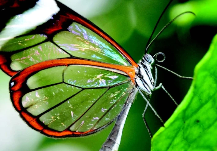 🦋 **فراشة الزجاج: الكائن الذي يتحدى العين… ويختفي بين الضوء والهواء** 🌿