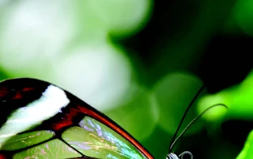 🦋 **فراشة الزجاج: الكائن الذي يتحدى العين… ويختفي بين الضوء والهواء** 🌿
