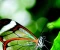 صورة مقال 🦋 **فراشة الزجاج: الكائن الذي يتحدى العين… ويختفي بين الضوء والهواء** 🌿