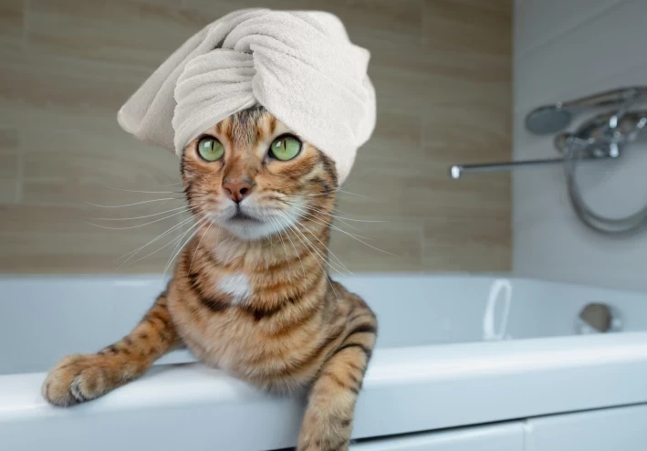 Top 4 Reasons Why Cats Follow Us to The Bathroom