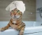 Top 4 Reasons Why Cats Follow Us to The Bathroom