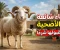 صورة مقال 7 أخطاء شائعة قد تُفسد أضحيتك في عيد الأضحى