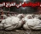 صورة مقال مرض النيوكاسل في الفراخ البيضاء