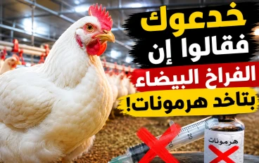 خدعوك فقالوا إن الفراخ البيضاء بتاخد هرمونات.. الحقيقة الكاملة التي لا يعرفها الكثيرون