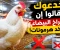 صورة مقال خدعوك فقالوا إن الفراخ البيضاء بتاخد هرمونات.. الحقيقة الكاملة التي لا يعرفها الكثيرون