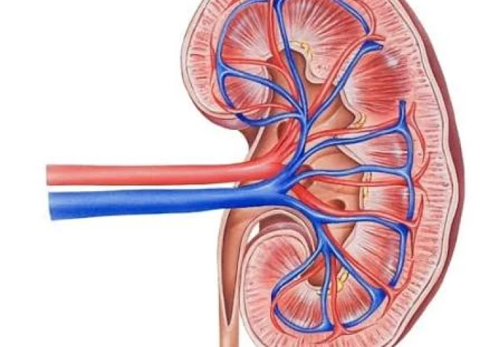 10 طرق لتجنب الفشل الكلوي بإذن الله