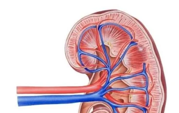 10 طرق لتجنب الفشل الكلوي بإذن الله