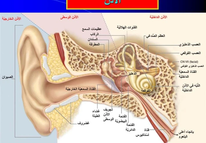 تركيب الأذن وآليه السمع عند الإنسان