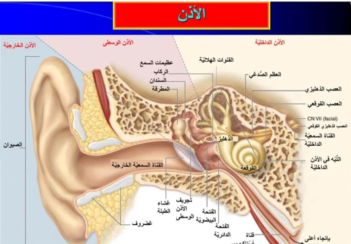 تركيب الأذن وآليه السمع عند الإنسان