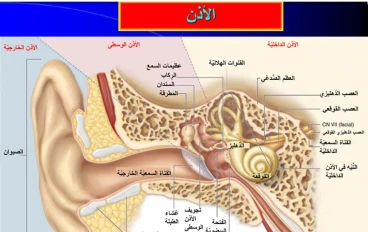 تركيب الأذن وآليه السمع عند الإنسان