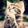 Cat lovers پروفائل تصویر.