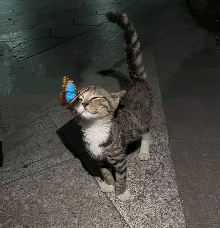 Kïrâ Krø Profilbild