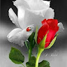 natheer Ali الصورة الشخصية