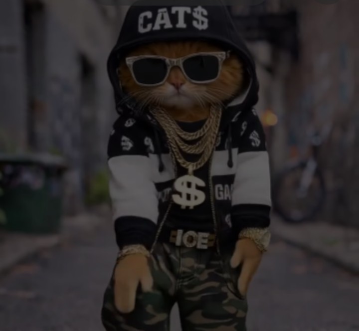 Cat الصورة الشخصية
