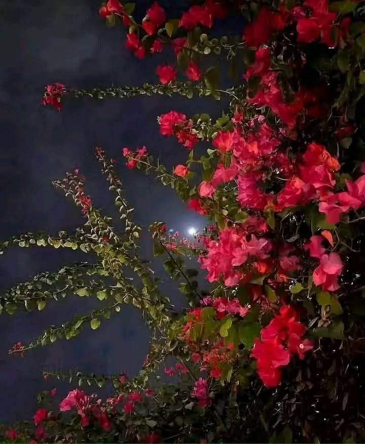 Laila ali عکس پروفایل