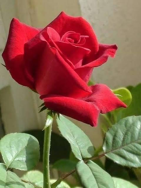 د. أمينة رزق عوض احمد  profilna slika.