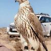 إبراهيم ابراهيم إبراهيم ابراهيم الصورة الشخصية