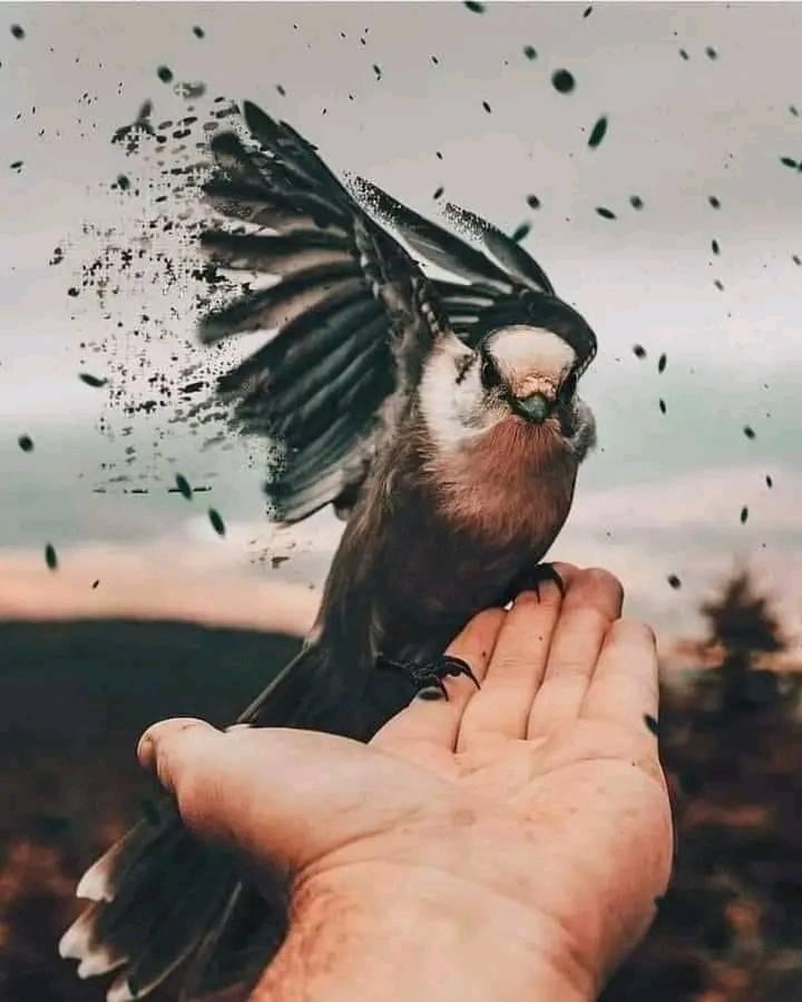 المنارة foto de perfil.