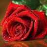 منوعات Sahar Elmore profilbild.