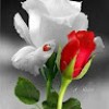natheer Ali