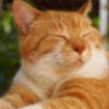 Cute Cat