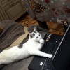 صورة حساب عبدالرحمن شتا