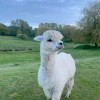 lama