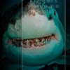 صورة حساب shark white 