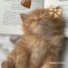 منه عبد الحميد