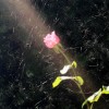 صورة حساب سُندُس