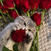 صورة حساب Retag Ayman