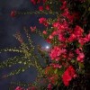 صورة حساب Rewan ehab