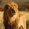 Hazem