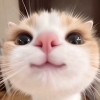 صورة حساب Rose
