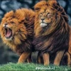محمد عبده حموده