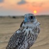 بندر 