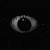Mazen