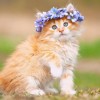 صورة حساب Shahd Manci