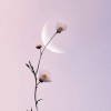 LunaBloom.Writes