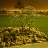 آلاء احمد