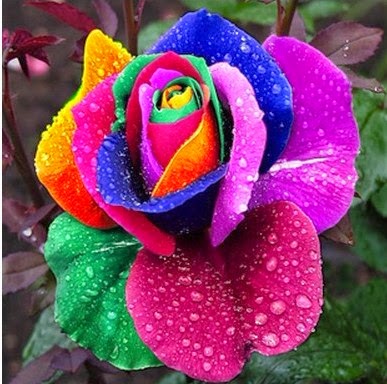 حسن حسن حسن البرنس  Profilbild